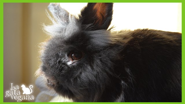 PROBLEMAS DENTALES EN COBAYAS Y CONEJOS / CAUSAS,SÍNTOMAS Y TRATAMIENTO