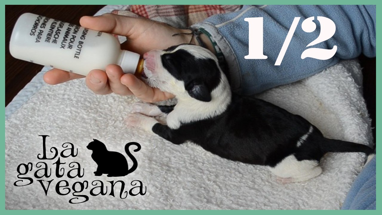 COMO CRIAR UN PERRO A BIBERÓN 1/2 / CONSEJOS ESPECIALES PARA CACHORROS HUERFANOS