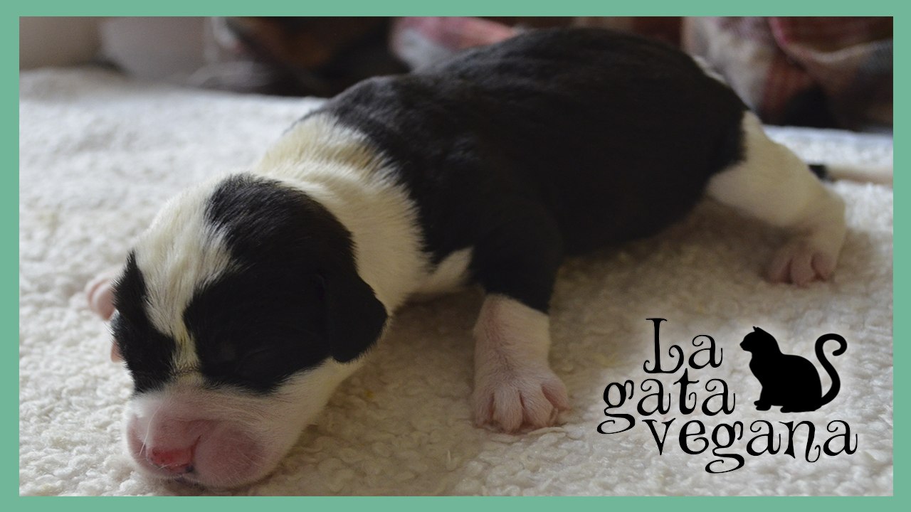 CÓMO LAVAR A UN CACHORRO DE PERRO RECIÉN NACIDO O MENOR DE 3 MESES