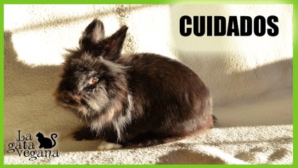 CUIDADOS BÁSICOS DE UN CONEJO /ALIMENTACIÓN, ALOJAMIENTO Y OCIO