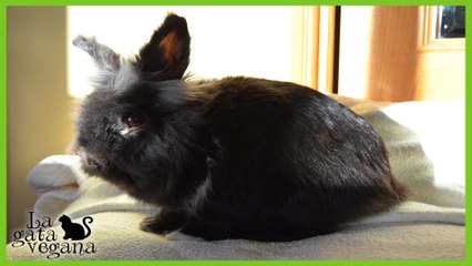 CONEJOS: CARACTERÍSTICAS FISIOLÓGICAS Y DE COMPORTAMIENTO BÁSICAS DE LA ESPECIE