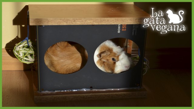 TUNEL DE JUEGOS CASERO PARA PEQUEÑOS ANIMALES / HAZLO TÚ MISMO/ ESPECIAL COBAYAS