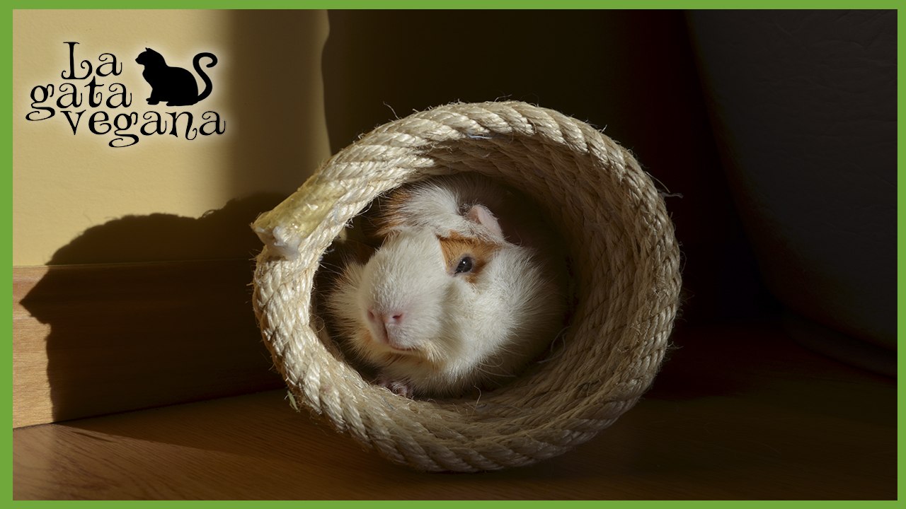 TÚNEL DE CUERDA CASERO PARA COBAYAS O PEQUEÑOS ANIMALES / HAZLO TÚ MISMO