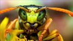 10 Picadas de insetos mais dolorosas do mundo