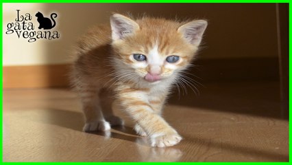 PON UN LIMÓN EN TU VIDA | (ADOPTADO) GATITO EN ADOPCIÓN DE 5 SEMANAS QUE TENGO DE ACOGIDA