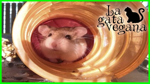 CUIDADOS BÁSICOS DE UN HÁMSTER | ALIMENTACIÓN, ALOJAMIENTO, OCIO, SALUD Y ASEO