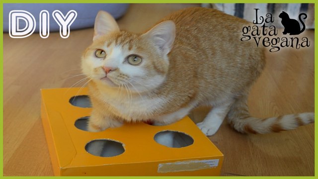 JUGUETES PARA GATOS: CAJA CON BOLAS PARA GATOS CASERA, FÁCIL Y BARATA | HAZLO TÚ MISMO | DIY