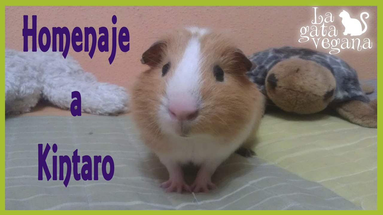 HOMENAJE A MI COBAYA KINTARO FALLECIDA | VÍDEOS CASEROS INÉDITOS DESDE QUE LLEGÓ A CASA