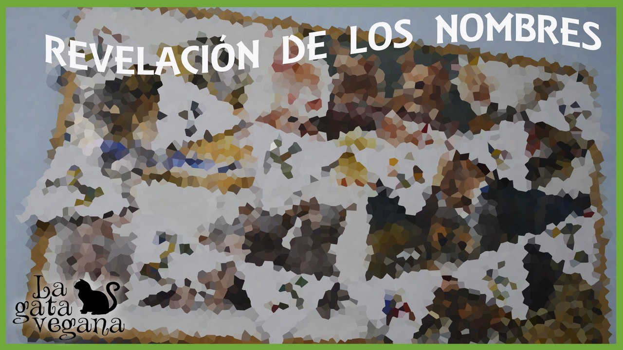 REVELACIÓN DEL NOMBRE DE MIS NUEVAS COBAYAS " LAS MELLIZAS" | OS ENSEÑO LOS NOMBRES CON PINTURA