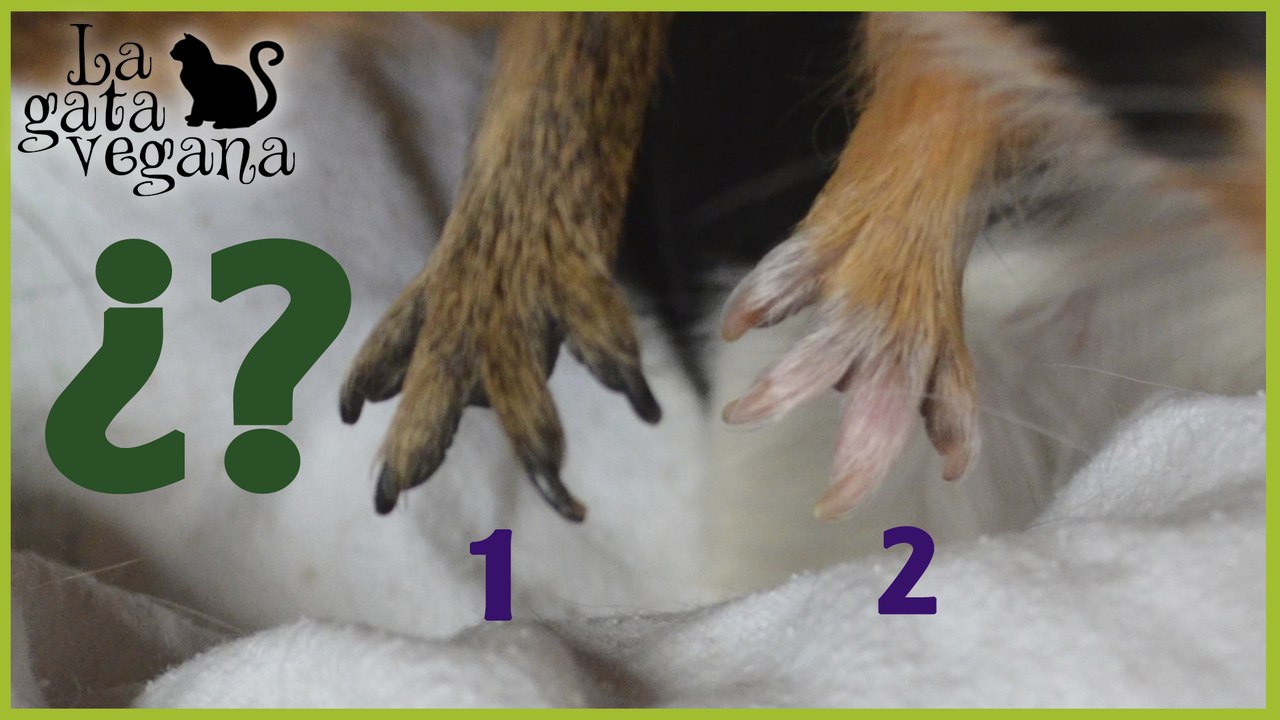 MI FAMILIA AUMENTA EN 2 MIEMBROS MÁS | VOY A ADOPTAR A DOS COBAYAS | OS ENSEÑO LOS PREPARATIVOS