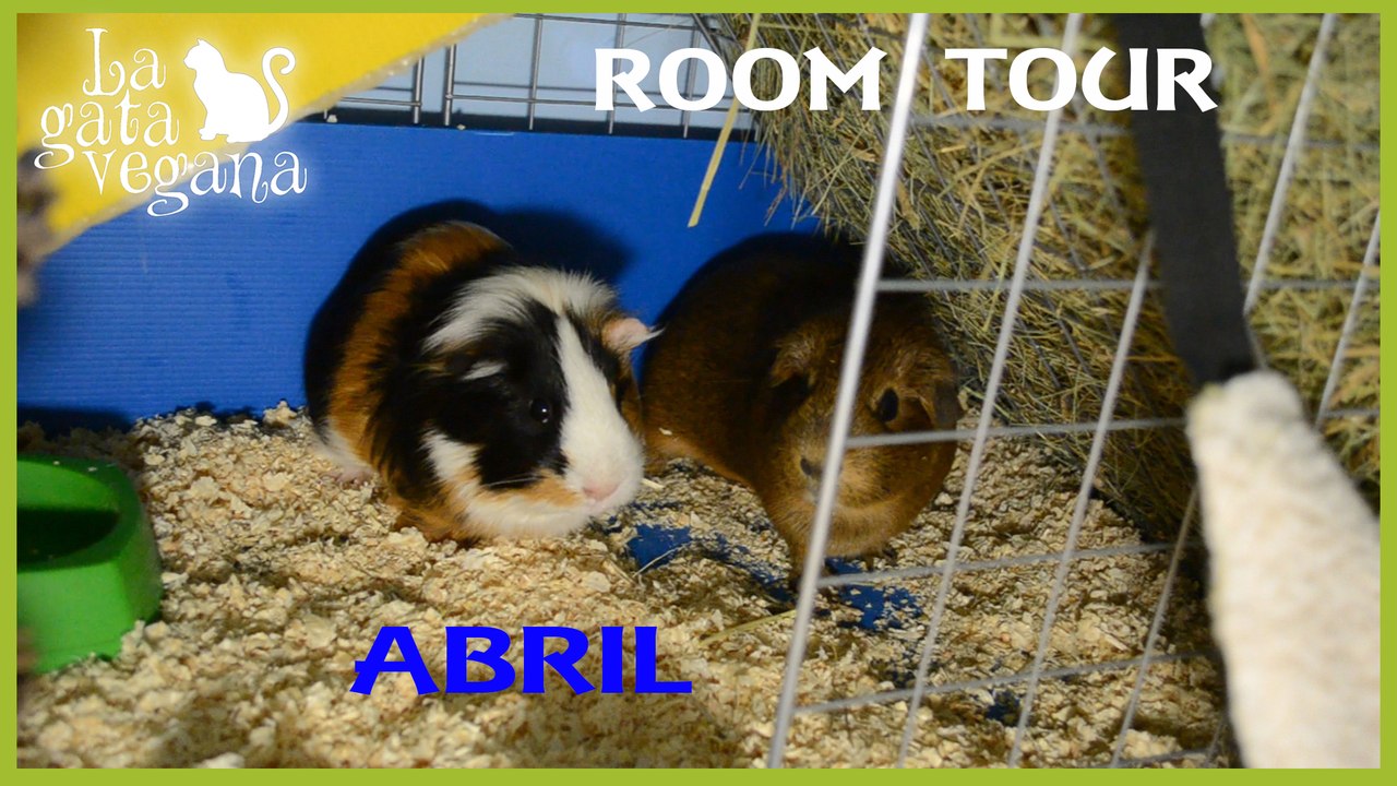 ROOM TOUR JAULA COBAYAS ABRIL 2016 | EL PRIMERO CON LAS 3 COBAYAS Y SÚPER HENERA