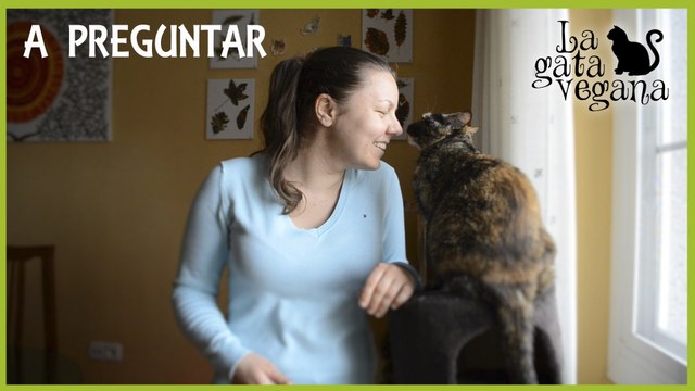 PREPARANDO UN PREGUNTAS Y RESPUESTAS PARA EL ESPECIAL 35000 SUSCRIPTORES | PREGUNTAD LO QUE QUERÁIS