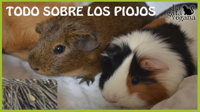 PIOJOS EN COBAYAS | TRATAMIENTO NATURAL | TIPS PARA IDENTIFICARLOS | TODO SOBRE LOS PIOJOS