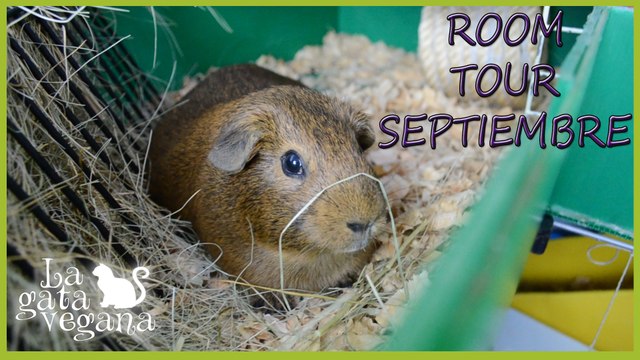 ROOM TOUR CASA COBAYAS SEPTIEMBRE 2016 | MULTIPISOS Y CASITAS + ¿ADOPTARÉ OTRA COBAYA?