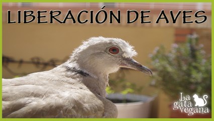 CÓMO LIBERAR UN AVE RECOGIDA DE LA CALLE ENFERMA O CUANDO ERA UN POLLO