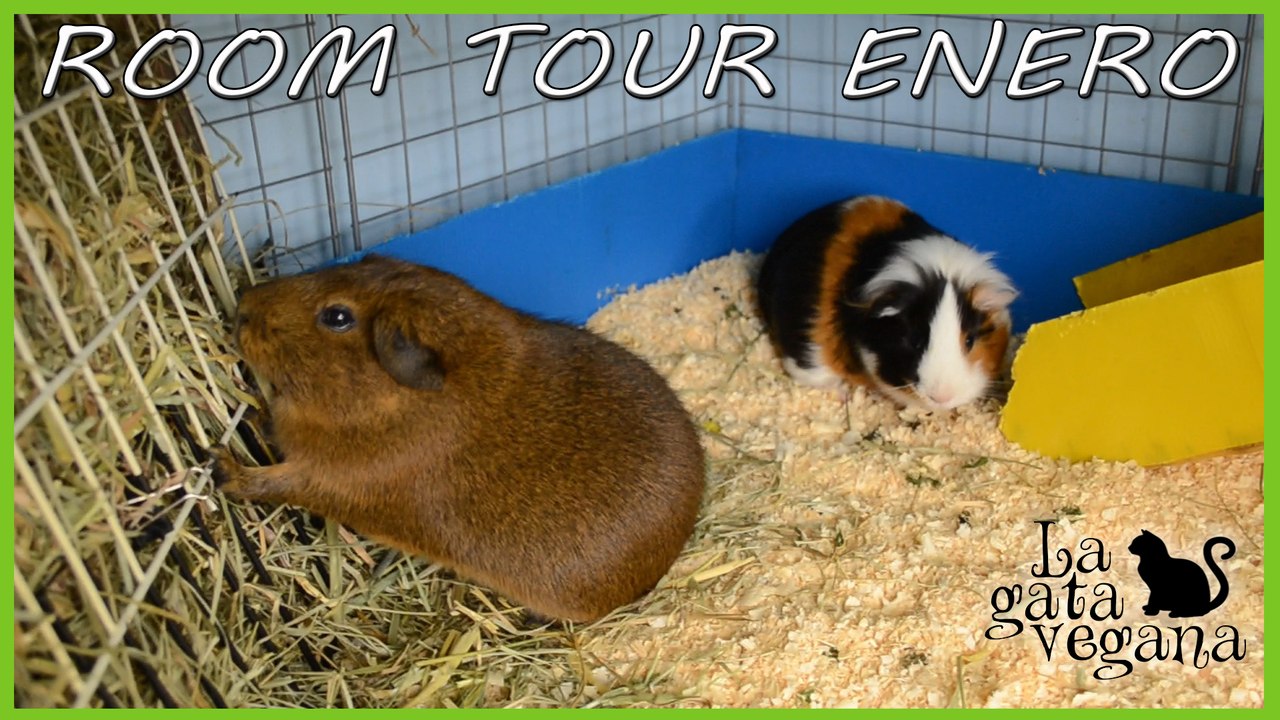 ROOM TOUR JAULA COBAYAS ENERO 2017 | UNA HENERA REINVENTADA EN UNA DECORACIÓN SENCILLA POSTNAVIDEÑA