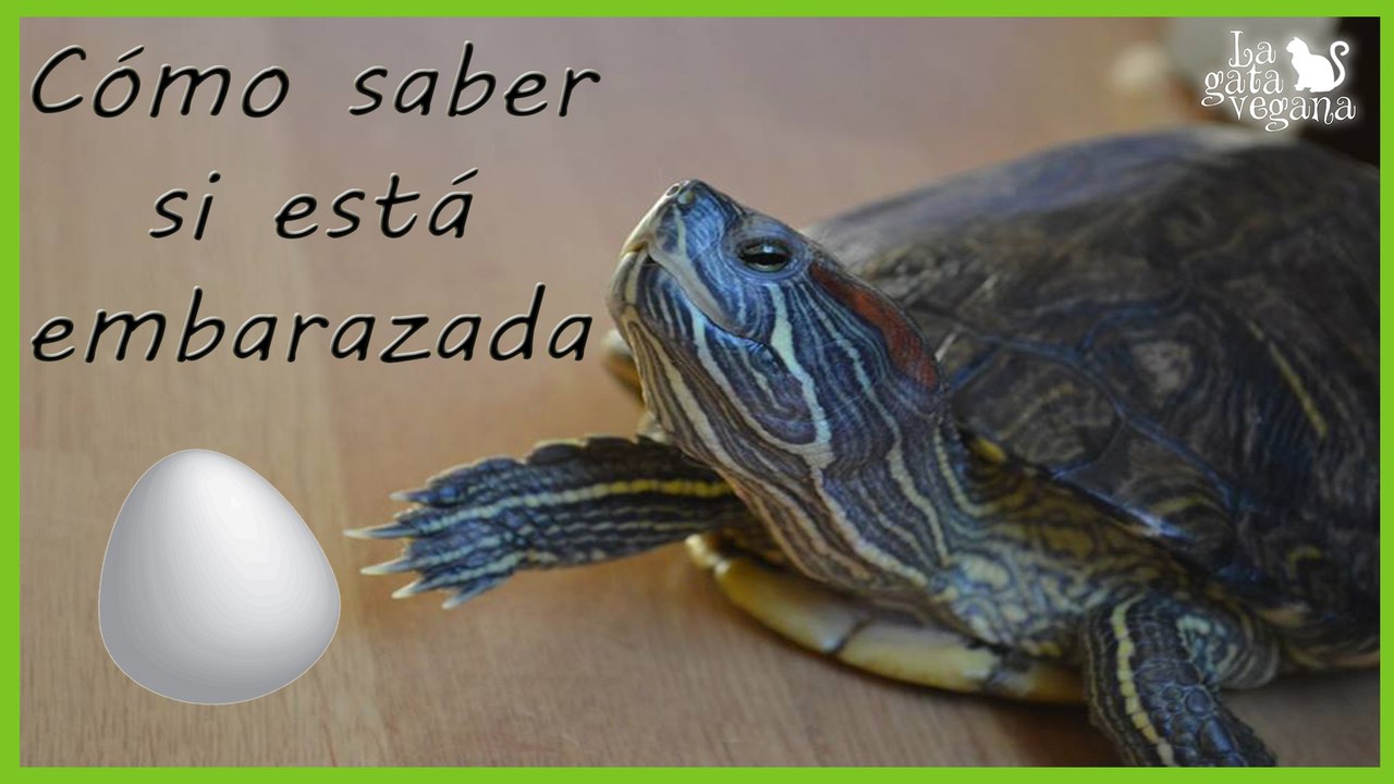 TORTUGAS: RETENCIÓN DE HUEVOS Y SABER SI LLEVA HUEVOS DENTRO | TIPS TORTUGAS DE TIERRA Y DE AGUA |