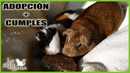 1 AÑO CON MIS COBAYAS SAKURA Y MISAKI | ANIVERSARIO DE LA ADOPCIÓN Y CELEBRANDO SUS CUMPLEAÑOS