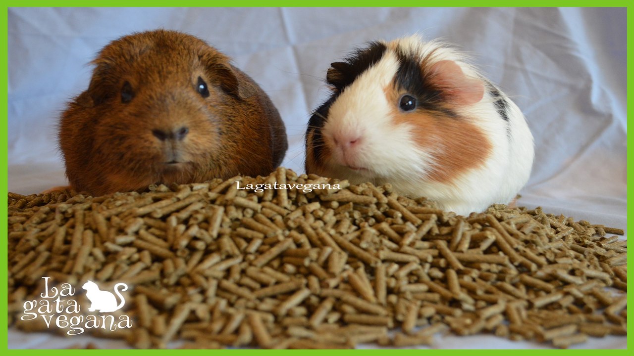CÓMO ELEGIR EL PIENSO PARA LAS COBAYAS | TIPS PARA APRENDER A ANALIZAR LA CALIDAD DE LOS PIENSOS