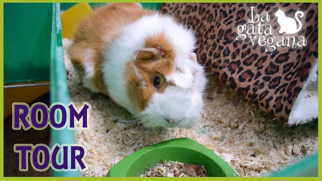 ROOM TOUR JAULA DE MI COBAYA MARZO 2016 | NUEVAS CAMITAS COLGANTES | GUINEA PIG CAGE TOUR