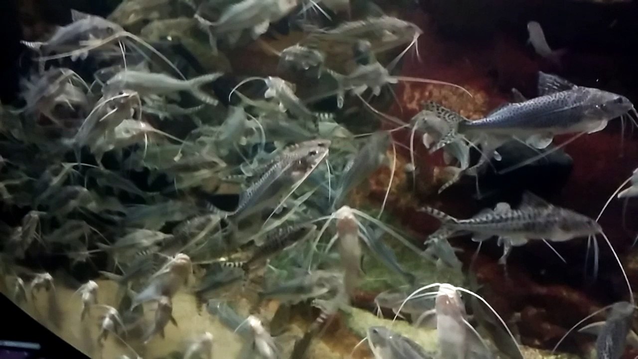 CUTE FISHIES! :)