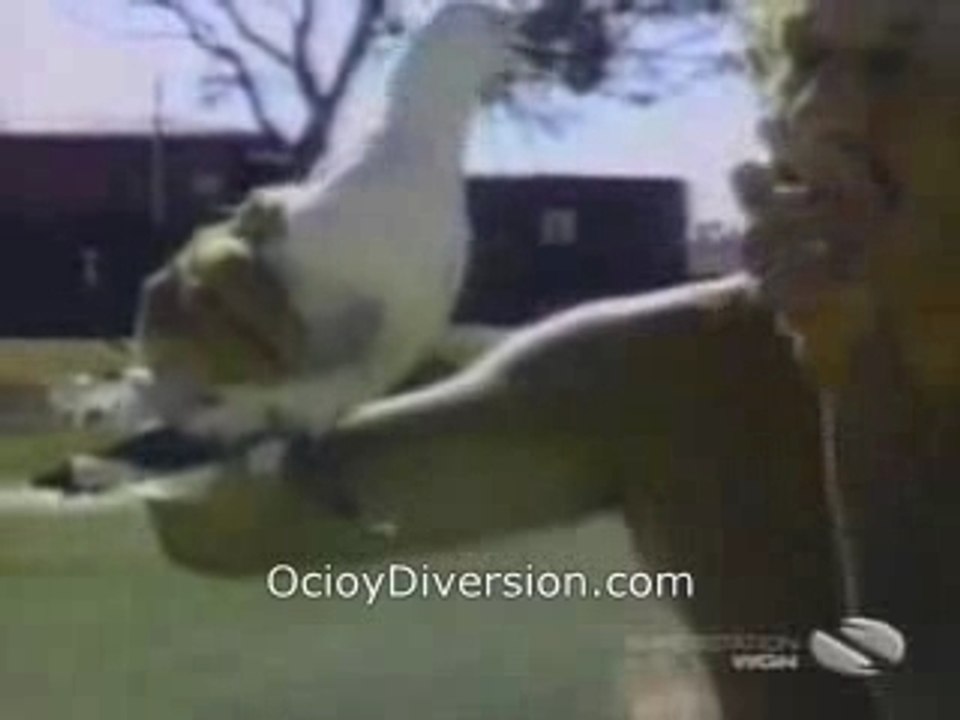Funny animales