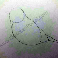 How to draw a Sparrow in14 steps