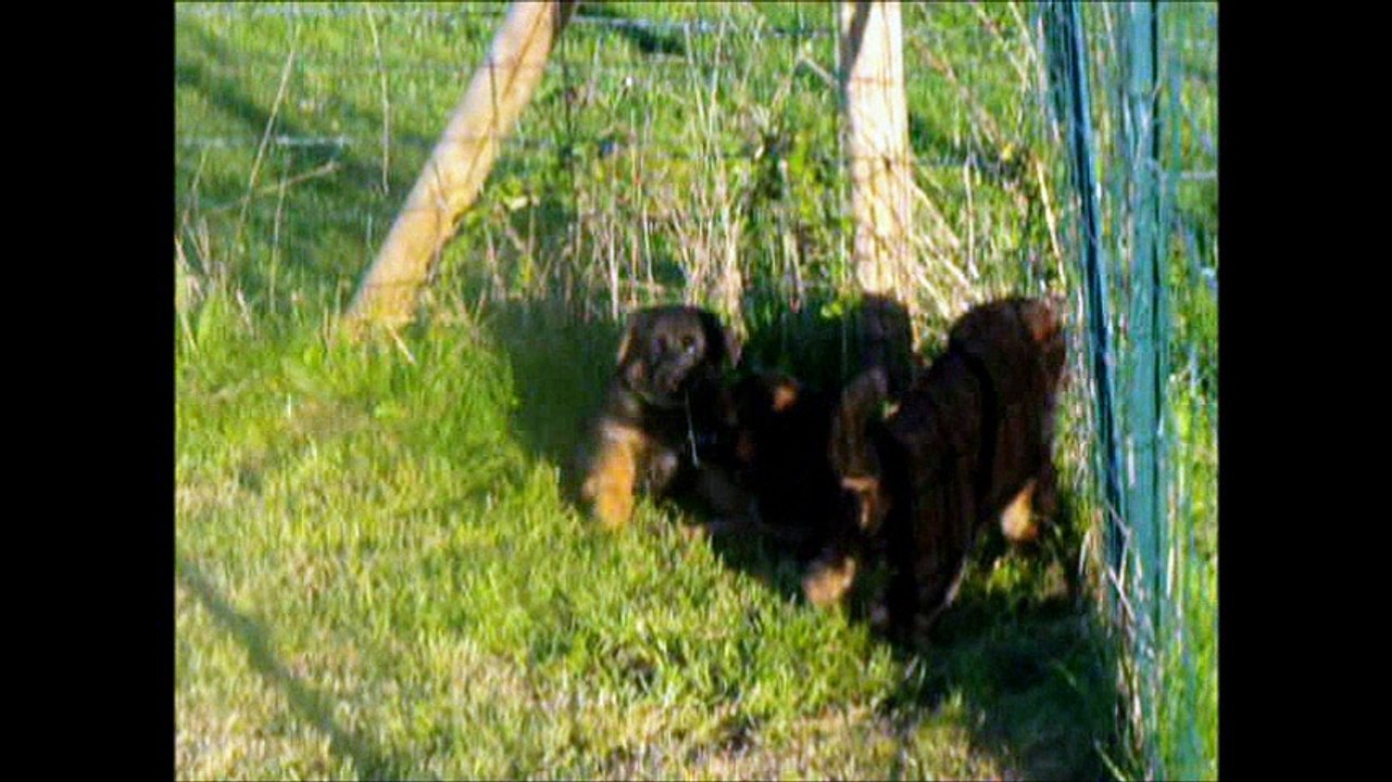 Chiots de Fanta 08 Avril 2017