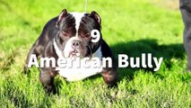 TOP 10 MOST MUSCULAR DOG BREEDS