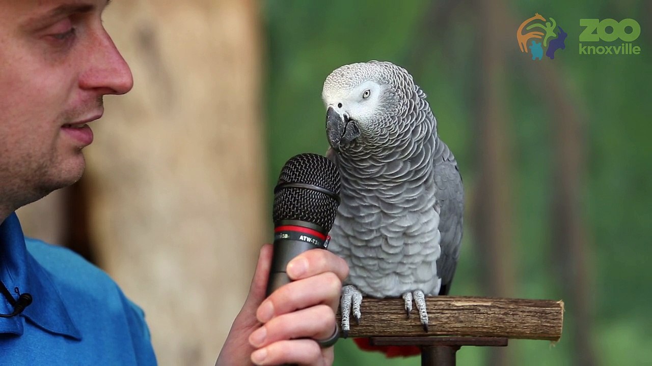 African grey parrot knows a ton of voices and noises.