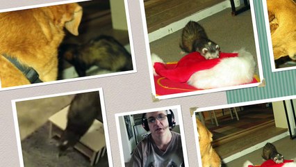 Song for Chinook the Ferret