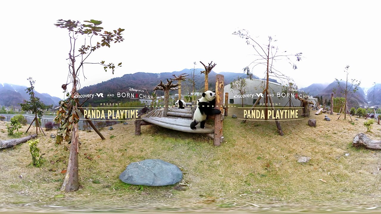 Panda Playtime (360 Video)