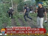 UB: Umano'y marijuana plantation sa San Pedro, Laguna, ni-raid; 2 arestado