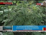 BP: Plantasyon ng marijuana sa San Pedro, Laguna, sinalakay ng mga otoridad; 2 arestado