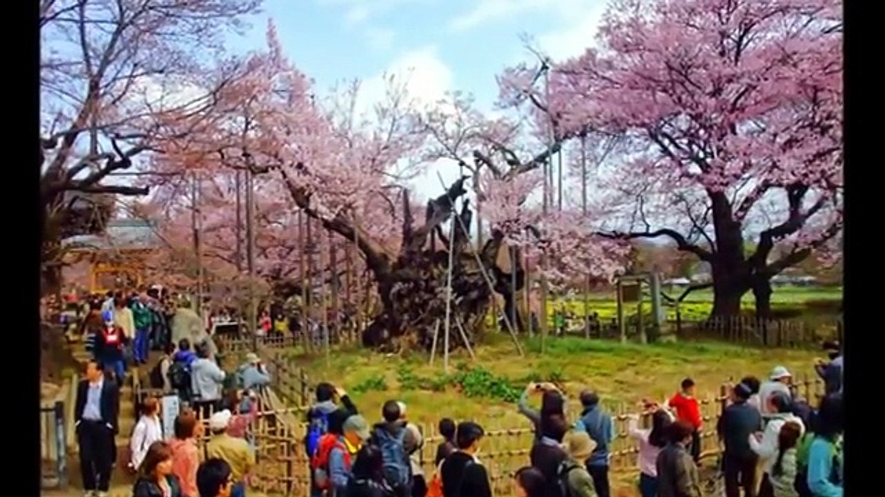 「甲州の桜たち」【さくら巡礼２０１１】 Cherry blossoms of Kai Province