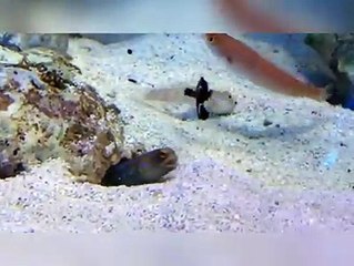 Fishes Can Be Dush Bag Too!