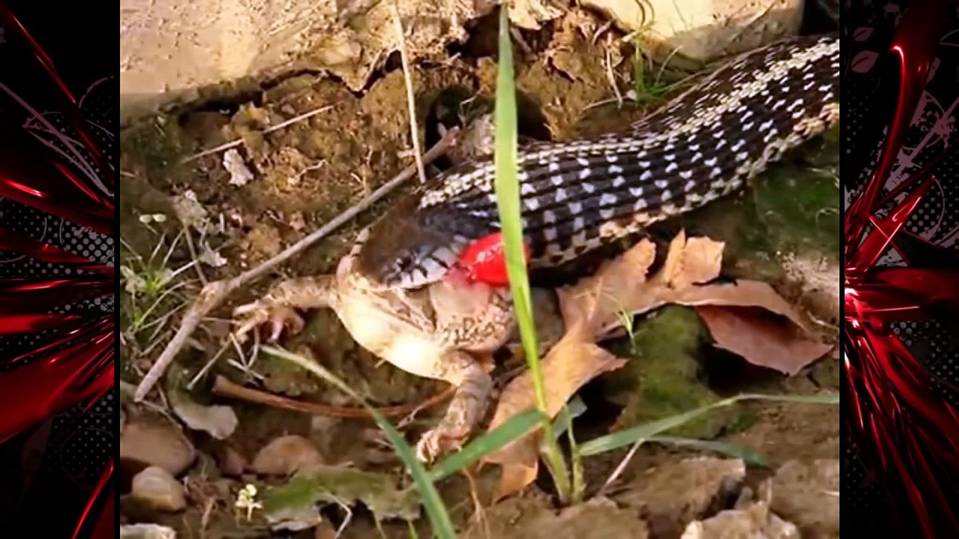 ヘビが巨大カエルを飲み込む決定的瞬間映像 オーストラリアの湖で繰り広げられたヘビとワニの壮絶な戦いを目撃者のカメラがとらえた この死闘はオーストラリアの湖で繰り広げられたよ Video Dailymotion