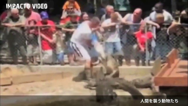 決定的瞬間 野生動物が人間を襲う衝撃映像 リオ五輪で カメラが捉えた決定的瞬間があります 卓球で 陸上で 水泳で 飛び込みで バドミントンで 等々 Video Dailymotion