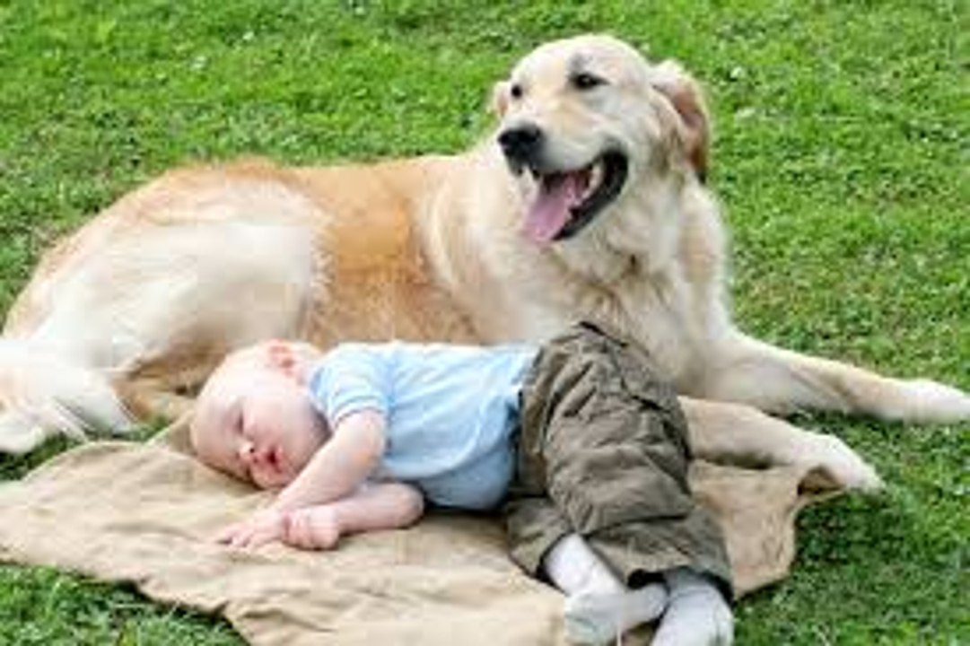 Funny Dogs Video Compilation