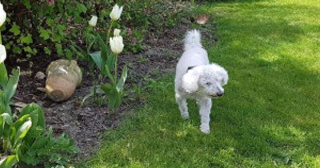 11 Yıl Önce Kaybolan Köpek Yüzlerce Kilometre Uzakta Bulundu