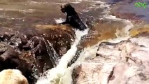 شاهد كيف نجا هذا الكلب من الغرق