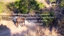 Dangerous Cape Buffalo (Black Death) - attacks & kills Lions - YouTube