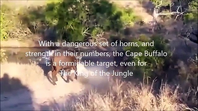 Dangerous Cape Buffalo (Black Death) - attacks & kills Lions - YouTube