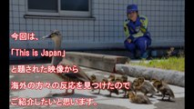 【海外の反応】世界が感動！！公道を渡る〇〇に対して日本人ドライバーのとった行動・・・日本の心温まる「優しい世界」を見た外国人が衝撃すぎる！