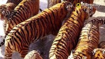 중국 동물원의 터질듯한 몸매의 호랑이들, 여기에 화난 동물보호운동가들