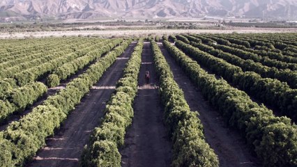 Avicii - Wake Me Up (Official Video)