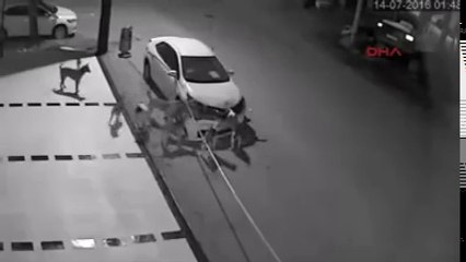 12 Tigers Attack A Car And Kills Brutally.