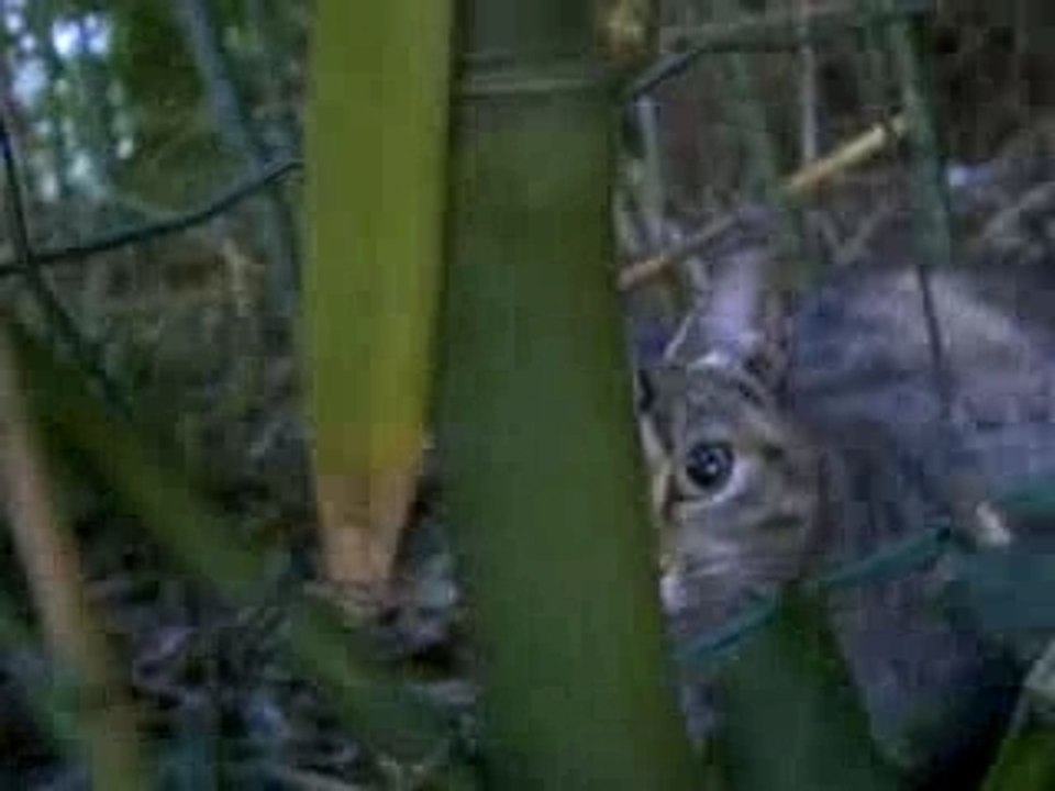 Petits chatons avec sa mère