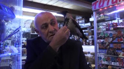 Kayıp Kargası "Çirkin"I Bulana Para Ödülü Verecek