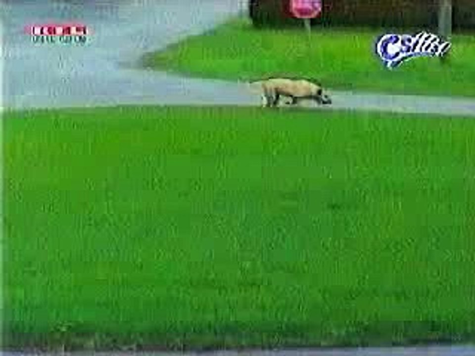 حتي الكلاب ماشيه تايهه